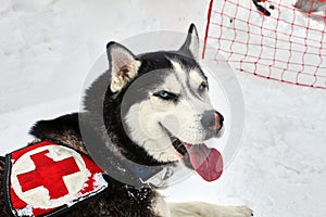 Cute Husky dog. Krasnaya Polyana mountain resort