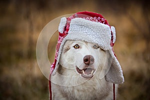 Cute husky dog is in warm cap with ear flaps. Close-up portrait. Funny dog breed siberian husky in the red hat