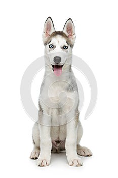 Cute husky puppy dog