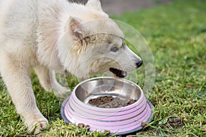 Cute Husky puppy dog eating from a bowl