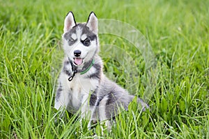 Cute Husky puppy dog sits in grass