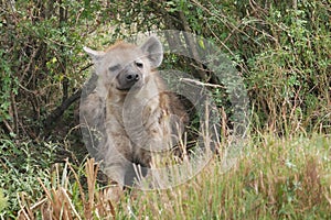 Cute hyena grinning from the bushes photo