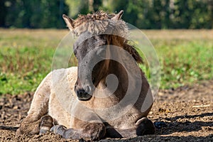 Cute icelandic horse foal lying down in the autumn sunlight