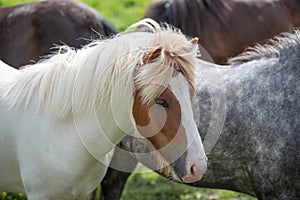 Cute Icelandic Horses in summer time ,Iceland.