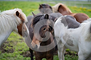 Cute Icelandic Horses in summer time ,Iceland.