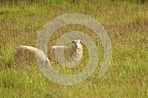 Cute Icelandic sheep grazing in tall yellow grass in the Iceland landscape