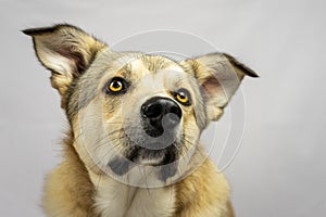 Cute Icelandic Sheepdog dog at home