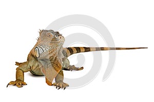 Cute iguana isolated on white background