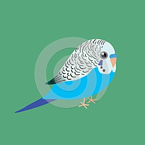 Cute illustration af a blue budgie