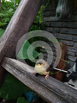 Cute image of little bird location RAMTALA BILAIGARH CHHATTISGARH INDIA date 11Sep2019 time 11.48.56 am