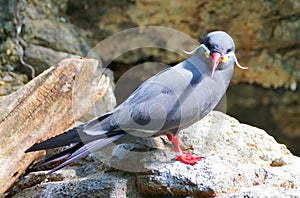 A cute Inca Tern, a grey bird with white whiskers