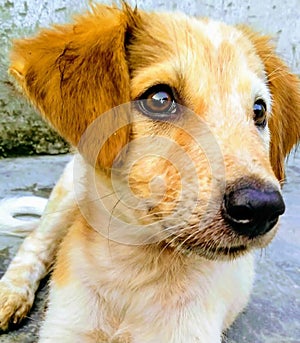 Cute Indian puppy image with shinning eyes