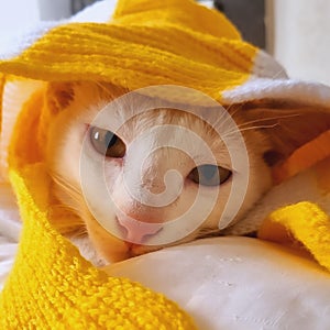 Cute indiancat with winter clothes lying on the bed