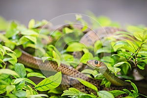 Cute Indochinese rat snake (Ptyas korros) is slithering on tree