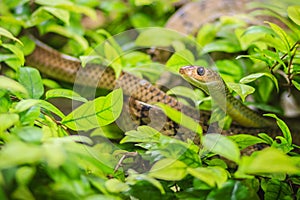 Cute Indochinese rat snake (Ptyas korros) is slithering on tree