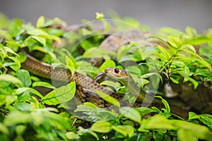 Cute Indochinese rat snake (Ptyas korros) is slithering on tree