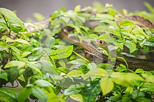 Cute Indochinese rat snake (Ptyas korros) is slithering on tree