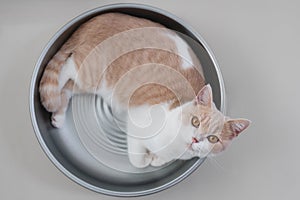 Cute indoor cat, lying on bed