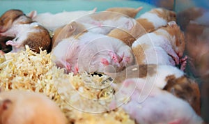 Cute innocent baby brown and white Syrian or Golden Hamsters sleeping on sawdust material bedding. Pet care, love, rodent animal