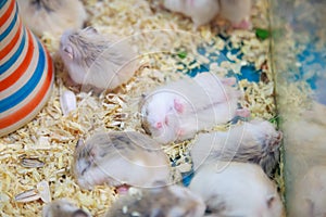 Cute innocent baby gray and white Roborovski Hamsters sleeping tight on sawdust material bedding. House Pet care, love, rodent