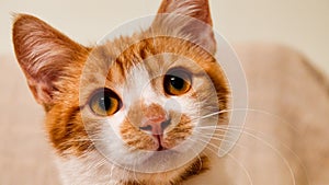 Cute and innocent orange tabby kitten looks attentively at the empty space