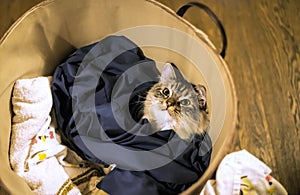 Cute inquisitive Kitten