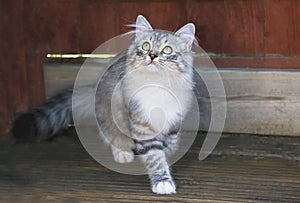 Cute inquisitive Kitten