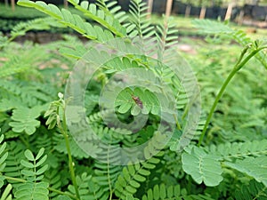 cute insect on trees