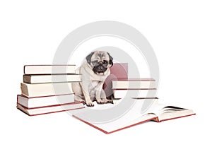 Cute intellectual pug dog puppy reading books and wearing reading glasses, isolated on white background