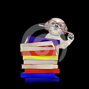 Cute intelligent dog with books isolated on black