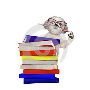 Cute intelligent dog with books isolated on white