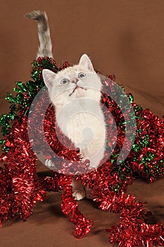 Really cute intrigued christmas kitten photo