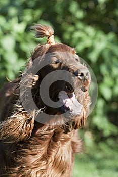 Cute Irish Setter