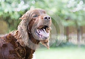 Irish Setter dog panting in a hot summer