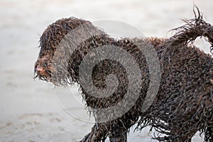 Cute Irish Water Spaniel on the sand beach