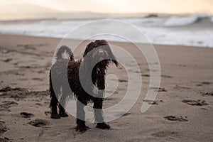 Cute Irish Water Spaniel on the sand beach by the ocean at golden sunset