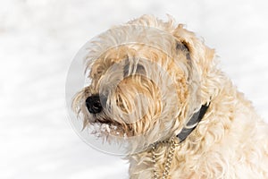 A cute irish wheaten softcoated terrier in a white winter day