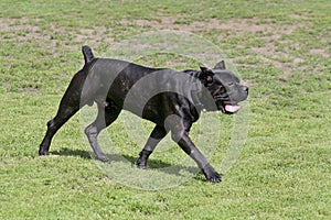 Cute italian corso dog puppy is running on a green grass in the summer park. Italian mastiff. Pet animals.