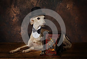 Cute Italian Greyhound dog with a vintage camera