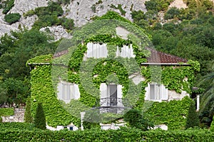 Cute ivy house in a European city