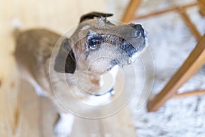 Cute Jack Russel doggy waiting for a treat or affection