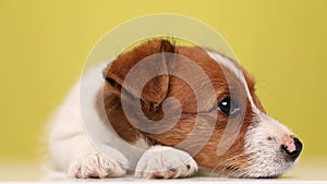 cute jack russel puppy dog on yellow background