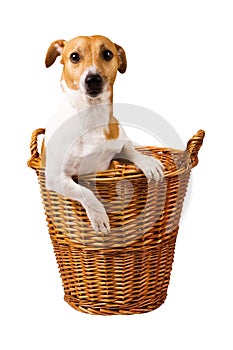 Cute jack russel sitting in a basket