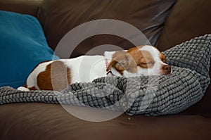Jack Russel Terrier Dog laying down sleeping