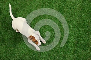 Cute Jack Russel Terrier on grass, top view with space for text. Lovely dog