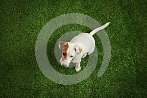 Cute Jack Russel Terrier on green grass. Lovely dog