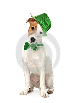 Cute Jack Russel Terrier with leprechaun hat and bow tie on white background. St. Patrick`s Day