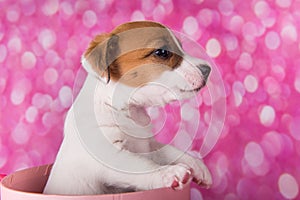 Cute jack russel terrier puppy in a pink present box