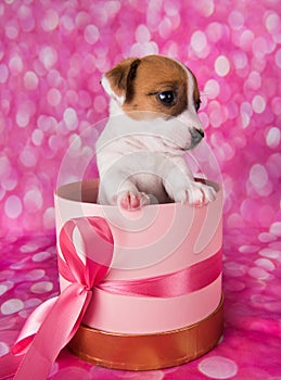 Cute jack russel terrier puppy in a pink present box