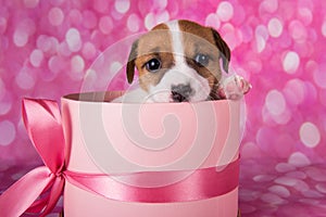 Cute jack russel terrier puppy in a pink present box